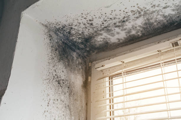 Affordable Hvac And Air Duct Mold Remediation solutions in Lisle, IL
